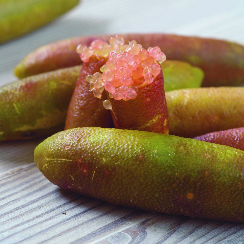 Finger lime green pearls - Microcitrus australasica (Harvest)