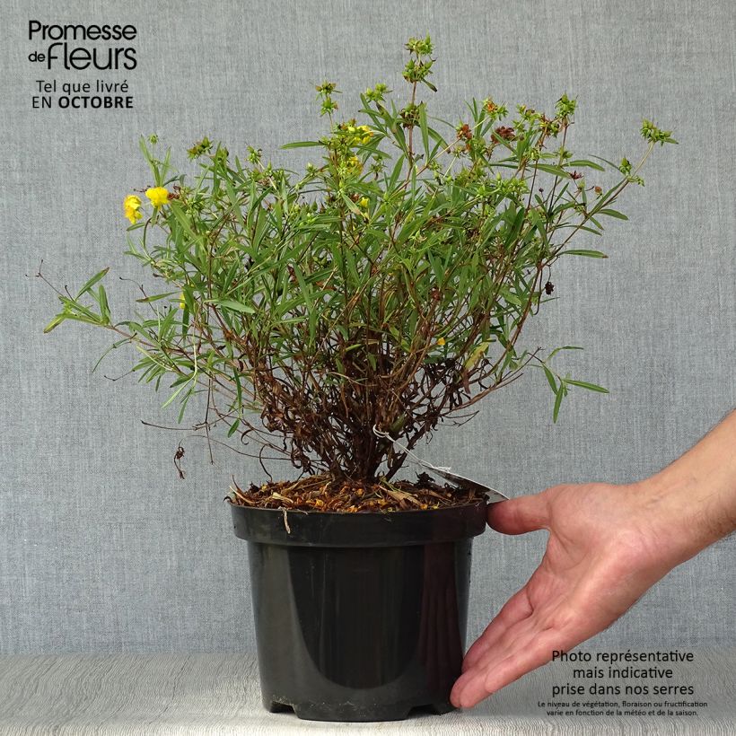 Millepertuis - Hypericum densiflorum Buttercup Pot de 2L/3L sample as delivered in autumn