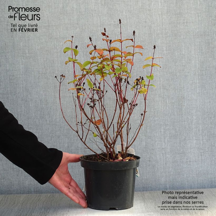 Millepertuis - Hypericum inodorum Rheingold Pot de 1L/1.5L sample as delivered in winter