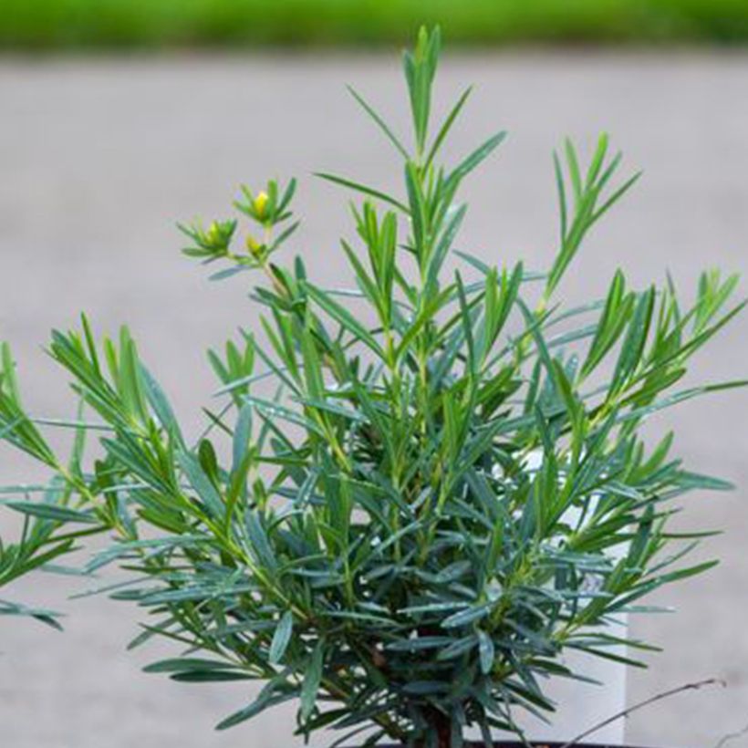 Hypericum kalmianum Cobalt-n-Gold - St. John's wort (Foliage)