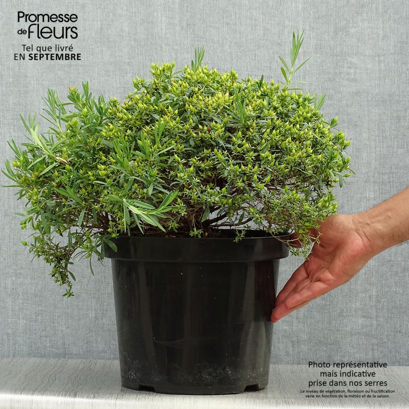 Millepertuis - Hypericum kalmianum Cobalt-n-Gold en pot de 7,5l/10l sample as delivered in autumn