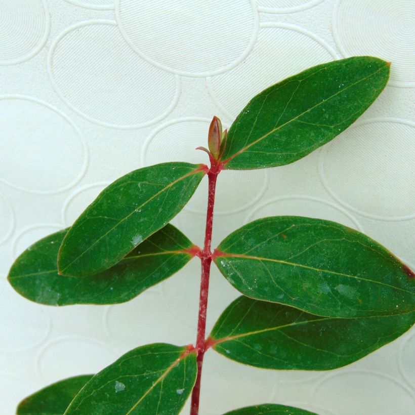 Hypericum x moserianum - St. John's wort (Foliage)