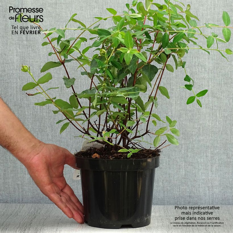 Millepertuis - Hypericum (x) moserianum Pot de 2L/3L sample as delivered in autumn