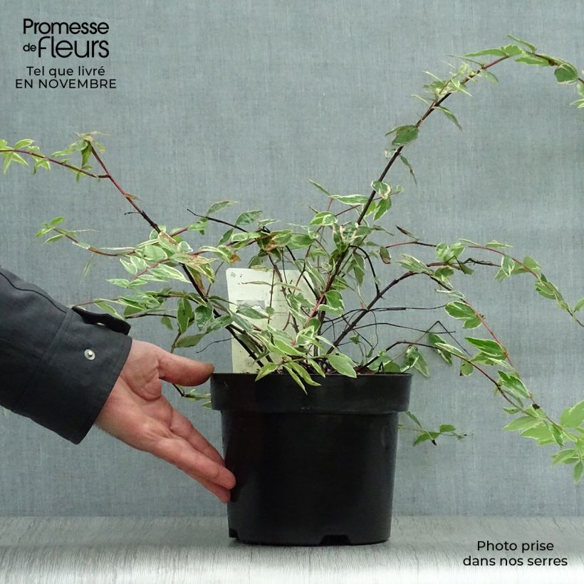 Hypericum x moserianum Tricolor - St. John's wort 3L/4L pot sample as delivered in autumn