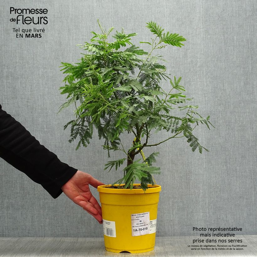 Acacia dealbata 3L/4L potShipped height around 40/+cm sample as delivered in spring