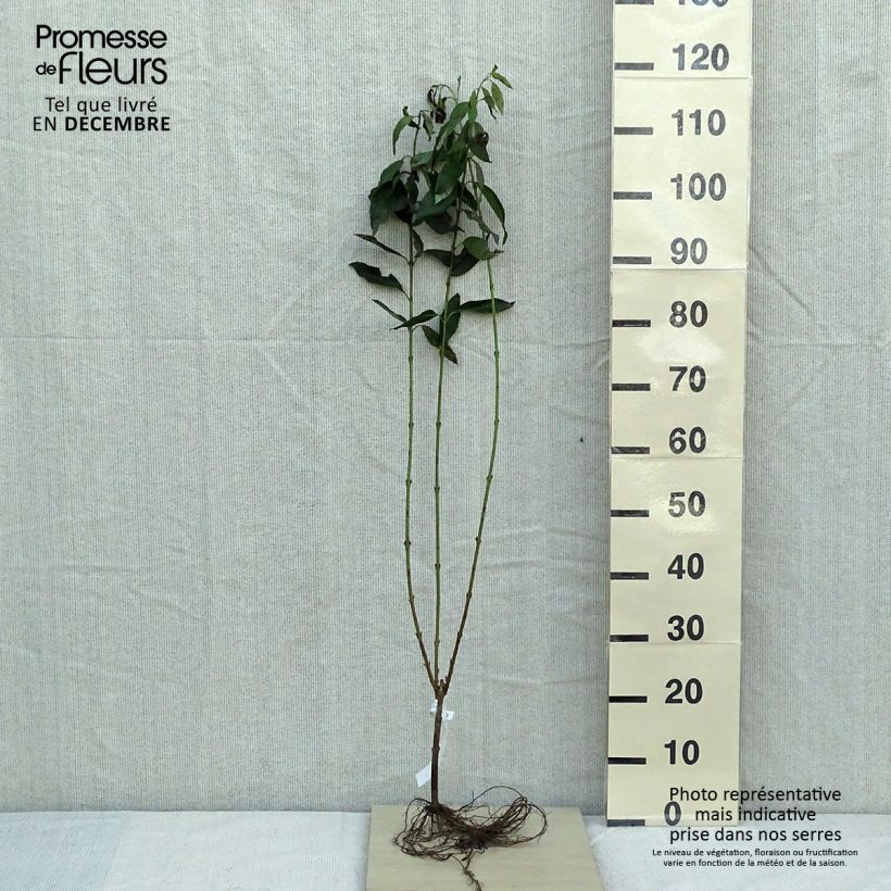 Forsythia intermedia Lynwood sample as delivered in winter