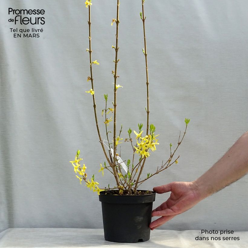 Mimosa de Paris - Forsythia x intermedia Lynwood en pot de 2L/3L sample as delivered in winter