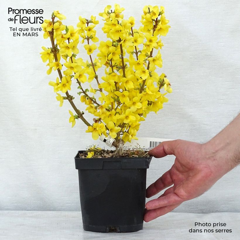 Mimosa de Paris - Forsythia x intermedia Mindor en pot de 2l/3l sample as delivered in winter