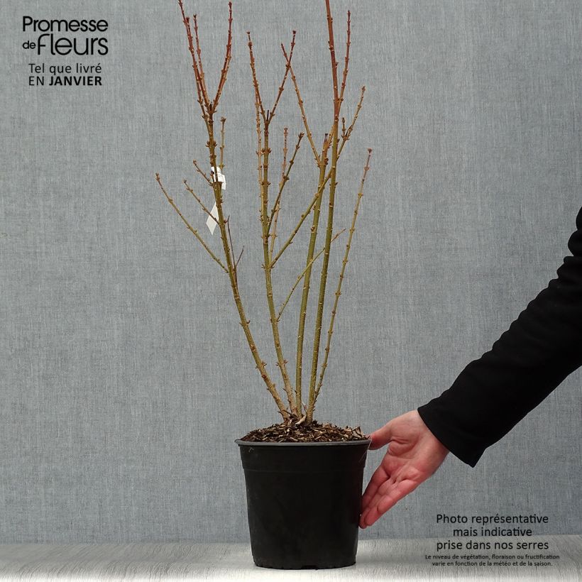 Mimosa de Paris - Forsythia x intermedia Mindor en pot de 4l/5l sample as delivered in winter