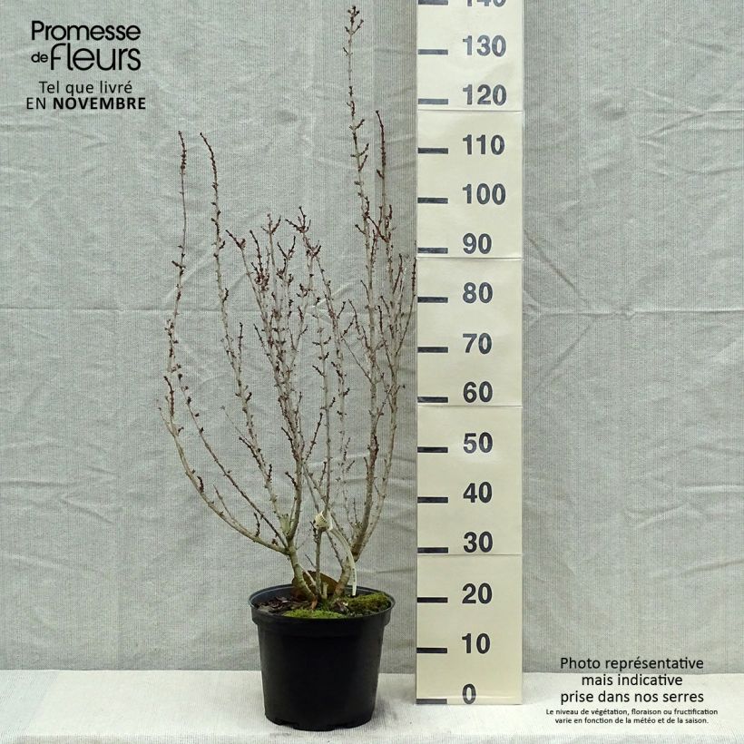 Mimosa de Paris - Forsythia x intermedia Mindor en pot de 7,5l/10l sample as delivered in autumn