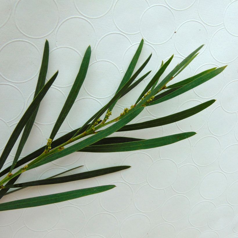 Acacia retinodes Lisette (Foliage)
