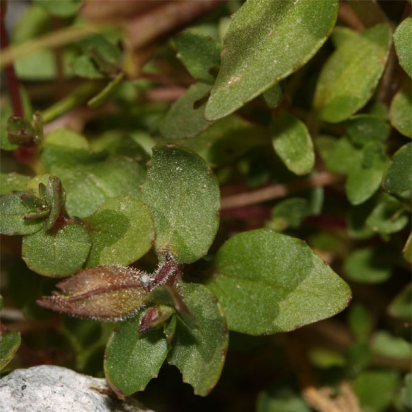 Mimulus tilingii (Foliage)