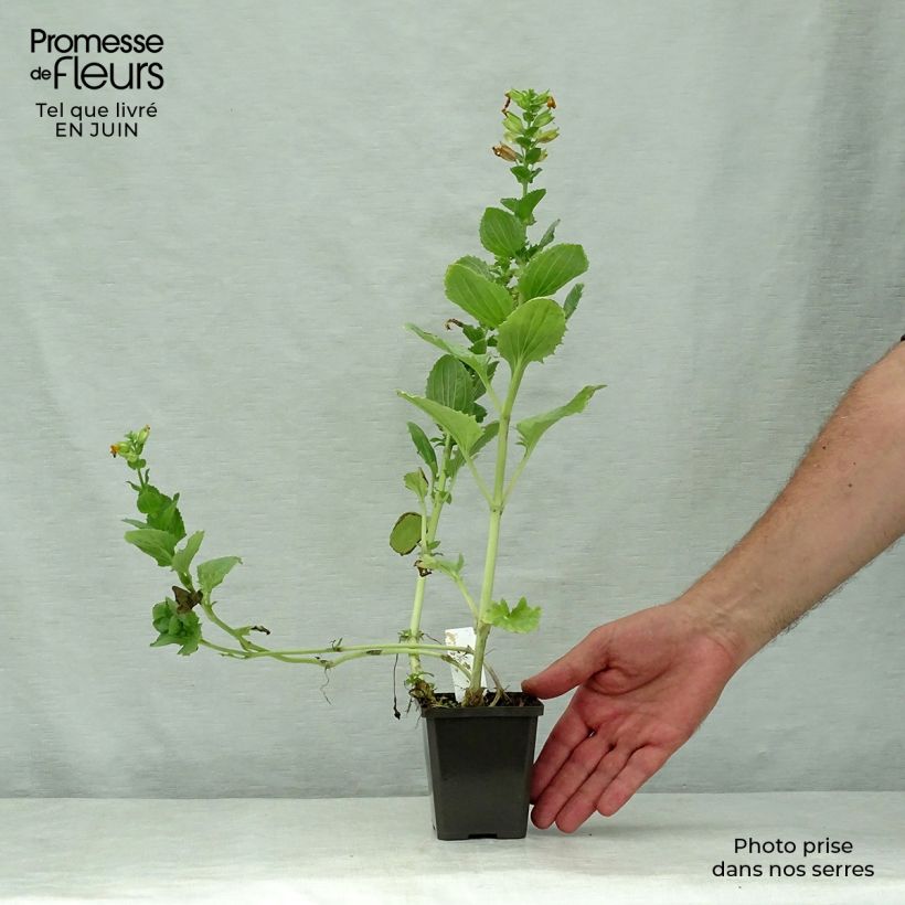 Mimulus luteus Godet de 9cm sample as delivered in summer