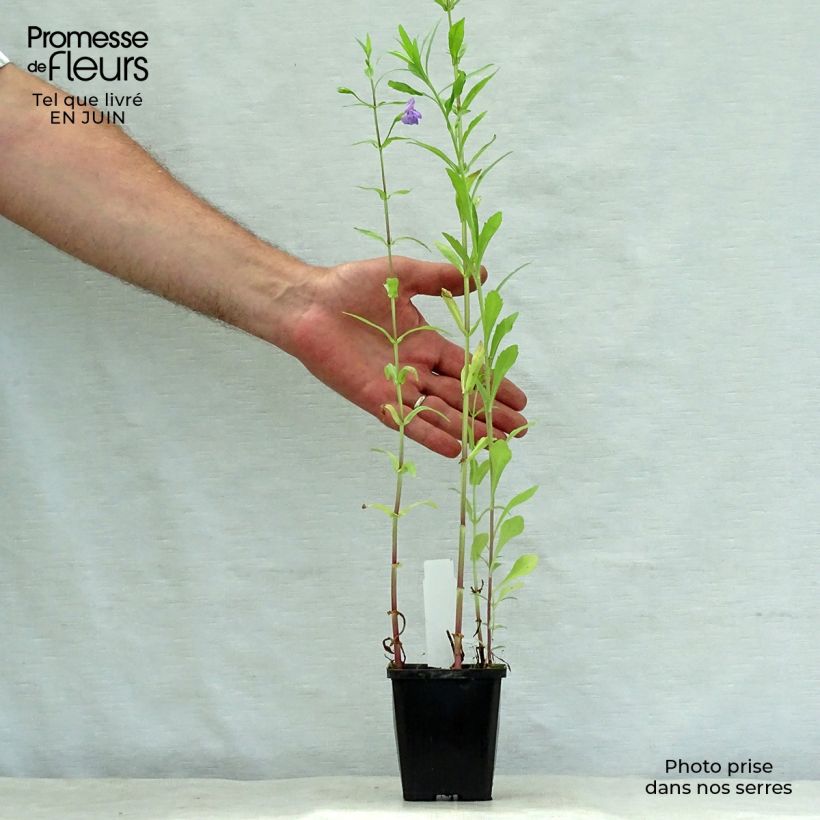 Mimulus ringens 8/9 cm pot sample as delivered in summer