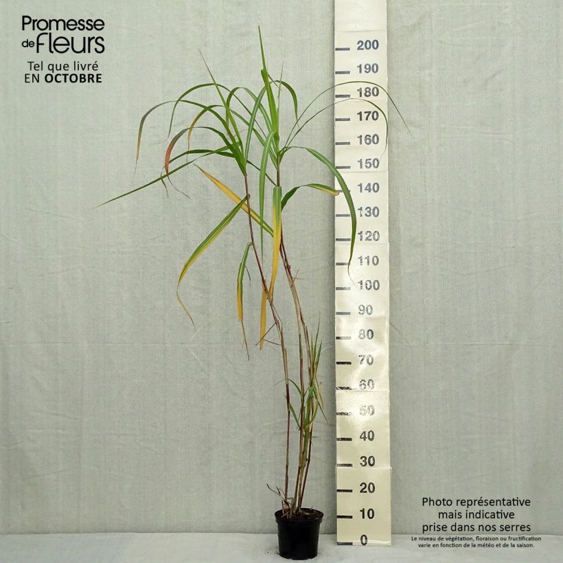 Miscanthus Giganteus (floridulus) en pot de 2L/3L sample as delivered in autumn