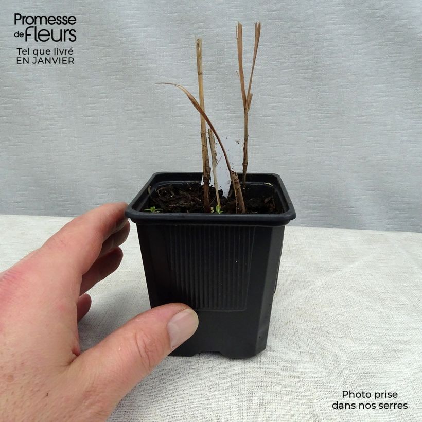 Miscanthus sacchariflorus - Roseau de Chine en godet de 8 cm sample as delivered in winter