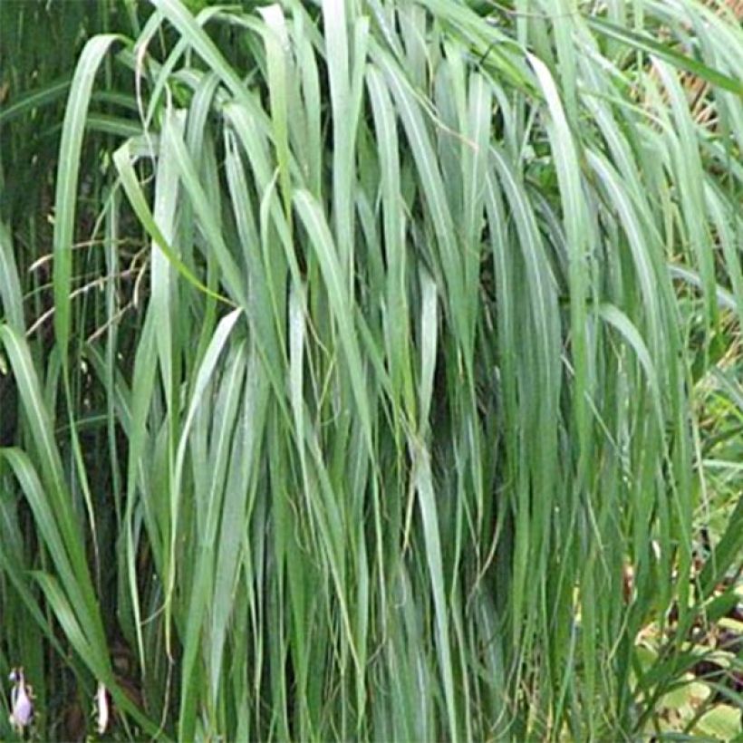 Miscanthus sacchariflorus (Foliage)