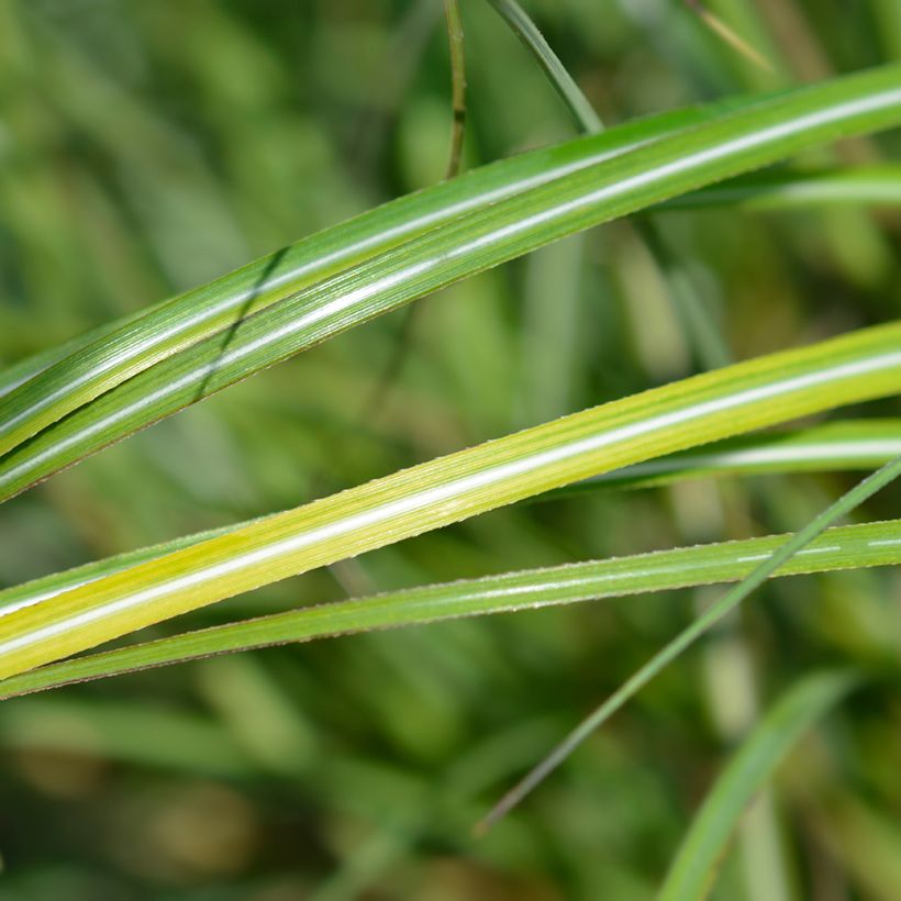 Miscanthus sinensis Adagio - Silvergrass (Foliage)