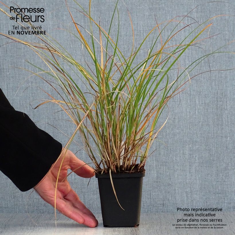 Miscanthus sinensis Adagio - Roseau de Chine en godet de 9 cm sample as delivered in autumn