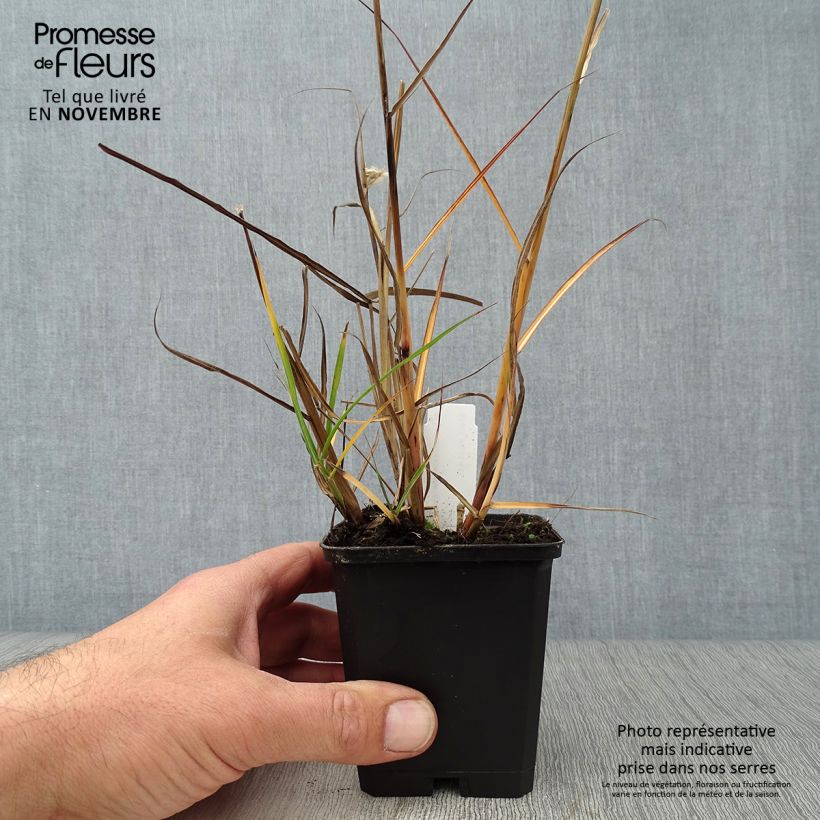 Miscanthus sinensis Aperitiv (Aperitif) - Roseau de Chine Godet de 9cm sample as delivered in autumn