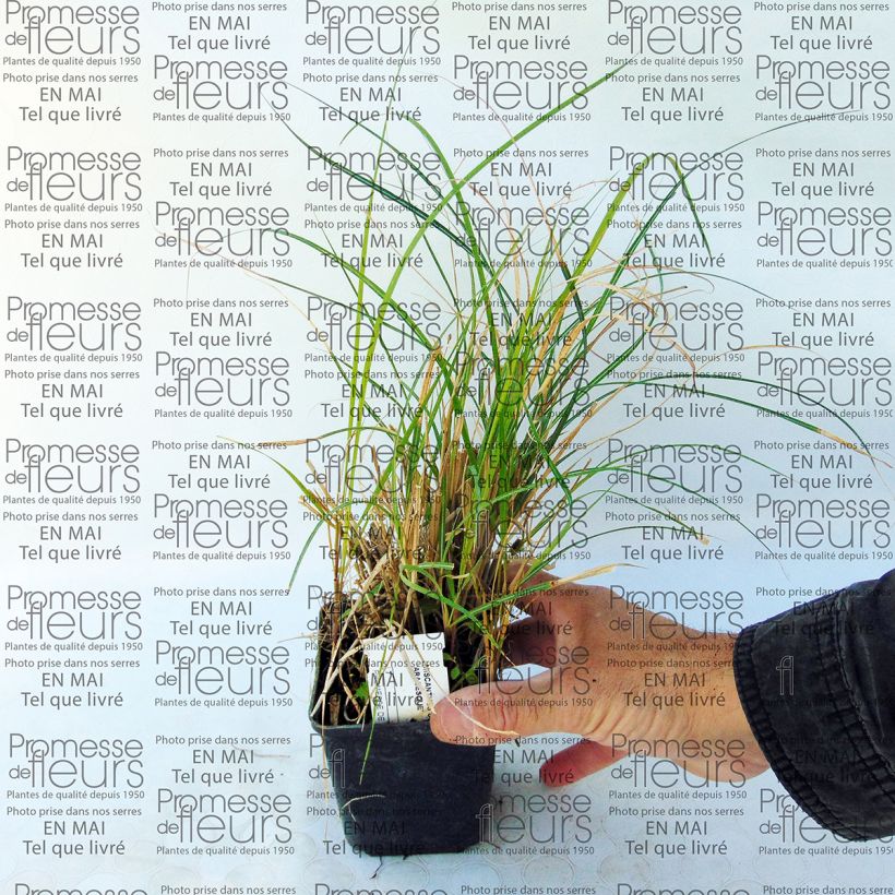 Example of Miscanthus sinensis Arabesque - Silvergrass specimen as delivered