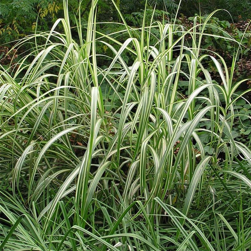 Miscanthus sinensis var. condensatus Cabaret - Silvergrass (Plant habit)