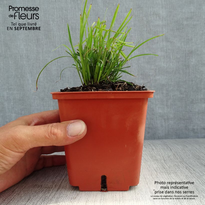 Miscanthus sinensis Cute One - Roseau de Chine nain pot de 1L/1.5L sample as delivered in autumn