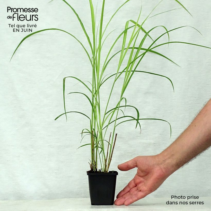 Miscanthus sinensis Dronning Ingrid - Silvergrass 8/9 cm pot sample as delivered in summer