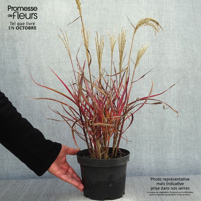 Miscanthus sinensis Dronning Ingrid - Roseau de Chine en pot de 1.5/2 litres sample as delivered in autumn