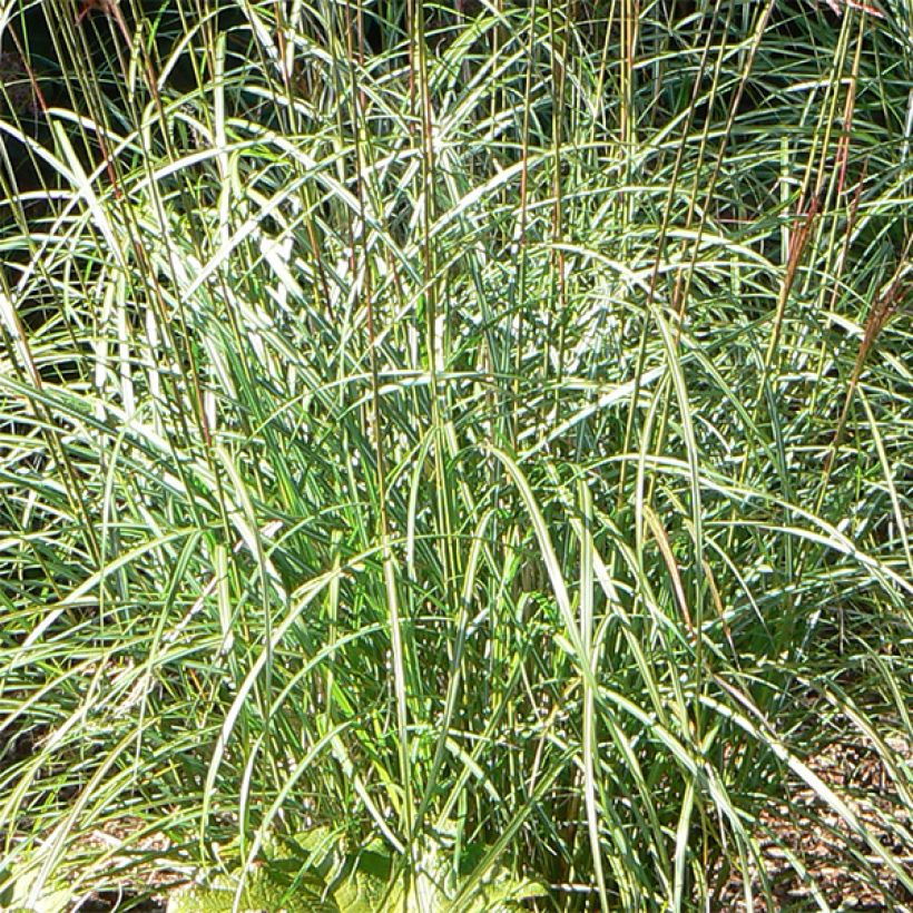 Miscanthus sinensis Ferner Osten - Silvergrass (Foliage)