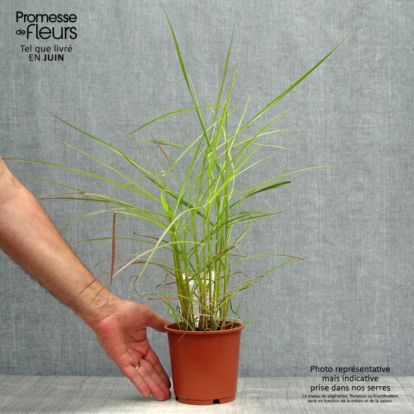 Miscanthus sinensis Ferner Osten - Silvergrass 1L/1.5L pot sample as delivered in summer