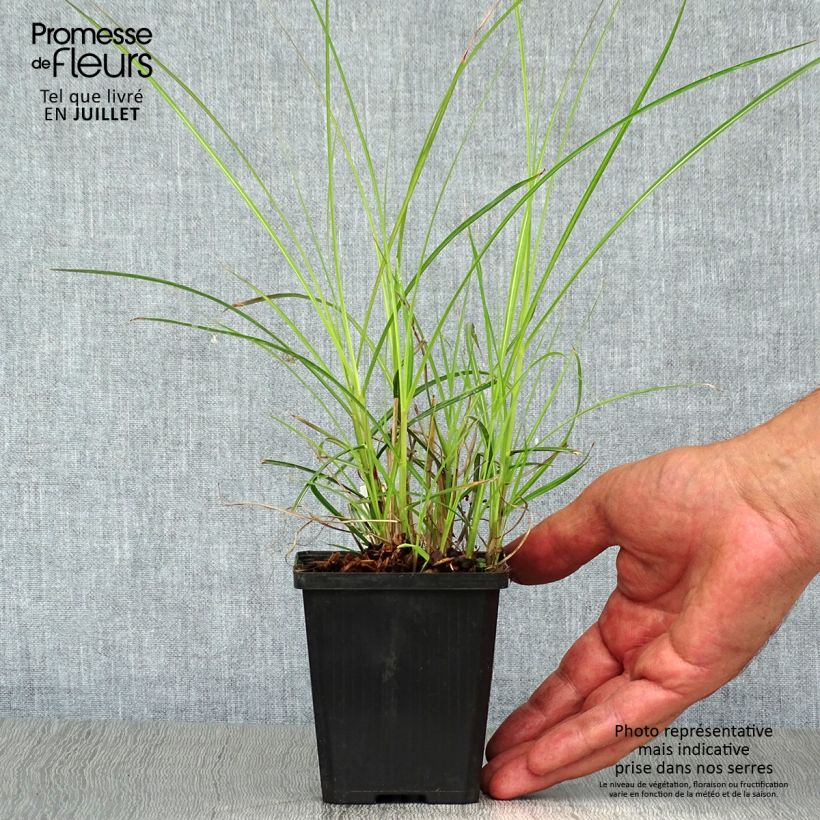 Miscanthus sinensis Flamingo - Silvergrass 8/9 cm pot sample as delivered in summer