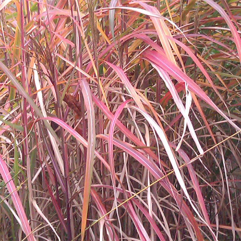 Miscanthus sinensis Ghana - Silvergrass (Foliage)
