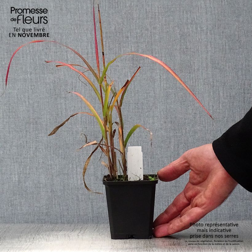 Miscanthus sinensis Ghana - Roseau de Chine Godet de 9cm sample as delivered in autumn