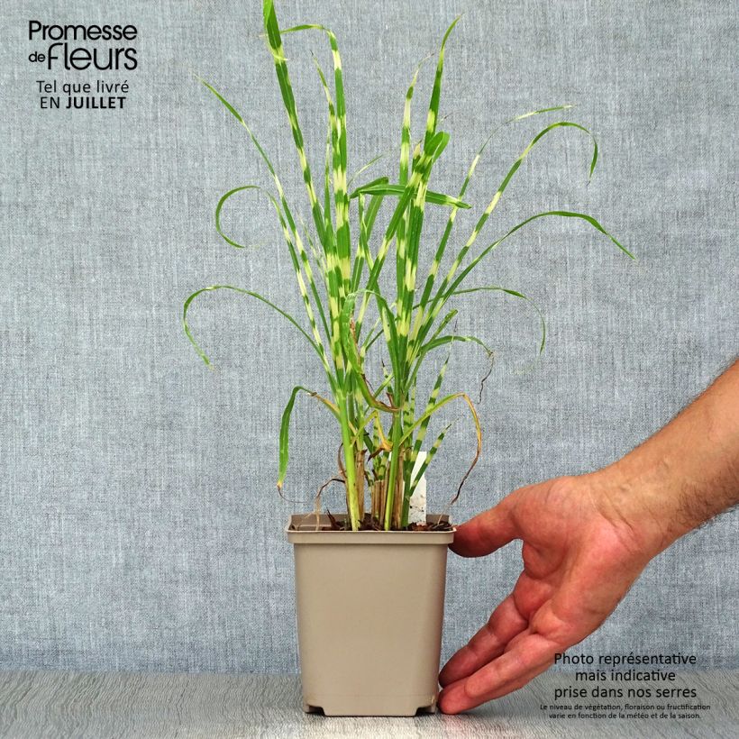 Miscanthus sinensis Gold Bar - Silvergrass 8/9 cm pot sample as delivered in summer