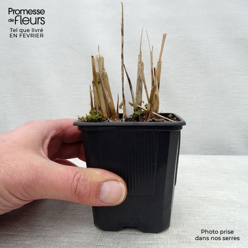 Miscanthus sinensis Gracillimus - Eulalie en godet de 9cm sample as delivered in winter