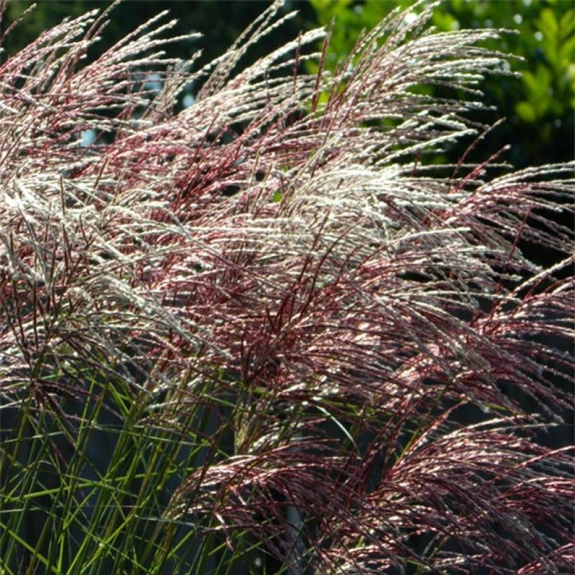 Miscanthus sinensis Grosse Fontäne - Maiden Grass - Silvergrass (Flowering)