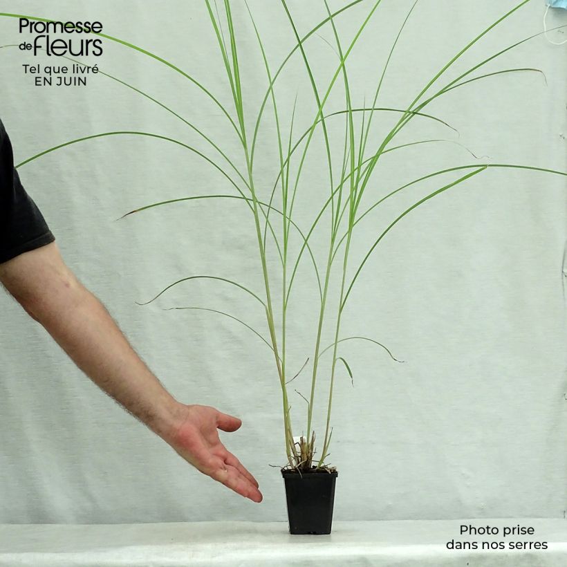 Miscanthus sinensis Kaskade - Silvergrass 8/9 cm pot sample as delivered in summer
