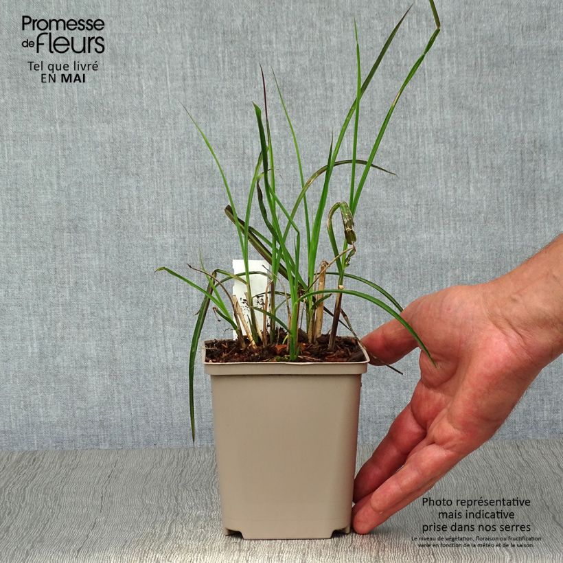 Miscanthus sinensis 'Kleine Fontäne' (Petite Fontaine) 8/9 cm pot sample as delivered in spring