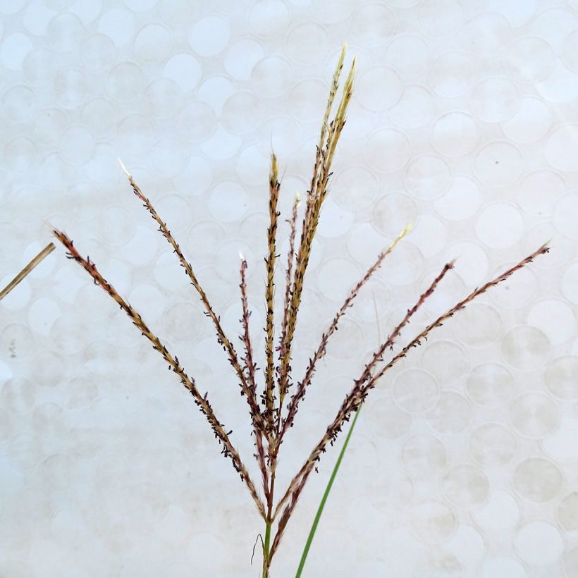 Miscanthus sinensis Kleine Silberspinne - Silvergrass (Flowering)