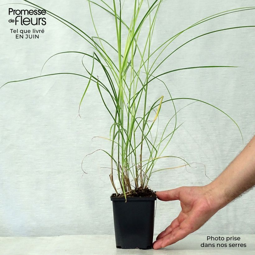 Miscanthus sinensis Kleine Silberspinne - Silvergrass 8/9 cm pot sample as delivered in summer