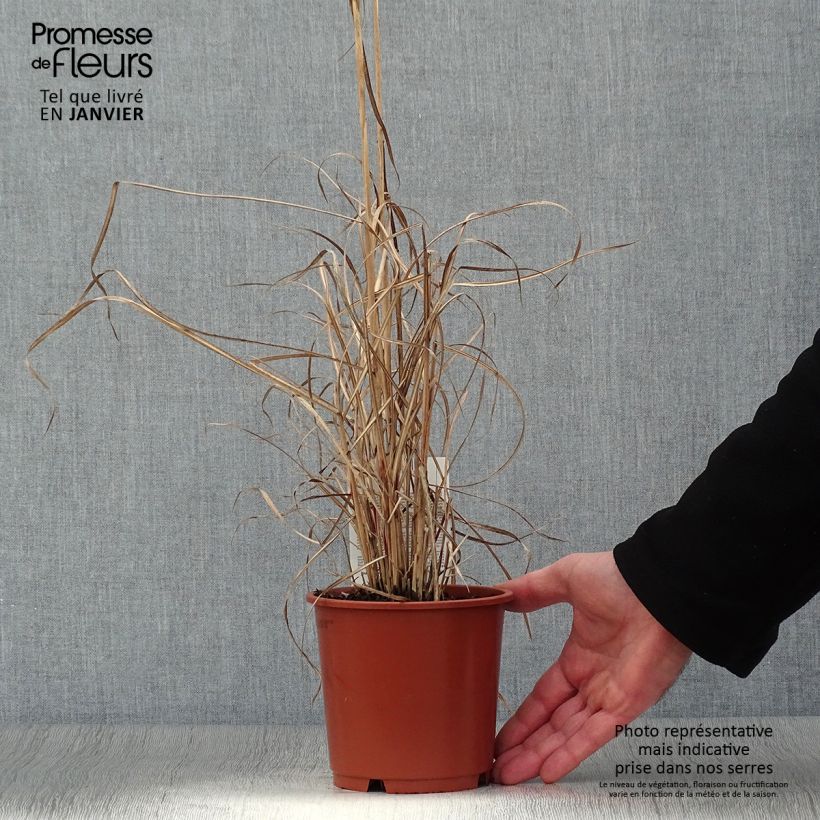 Miscanthus sinensis Kleine Silberspinne - pot de 1L/1.5L sample as delivered in winter