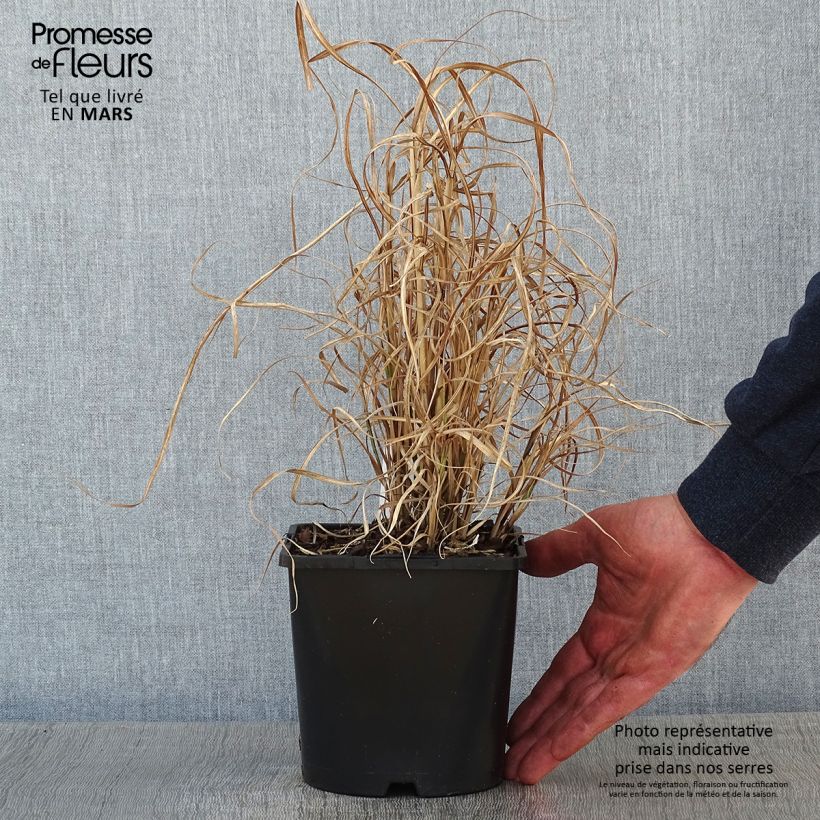 Miscanthus sinensis Little Zebra  - Roseau de Chine panaché en en pot de 2/3 litres sample as delivered in winter