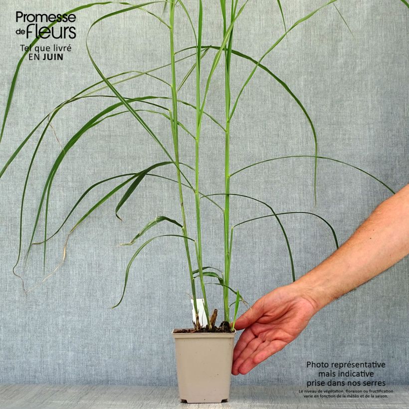 Miscanthus sinensis Malepartus - Silvergrass 8/9 cm pot sample as delivered in summer
