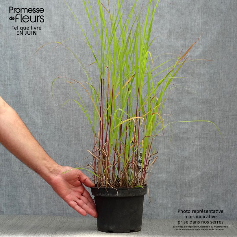 Miscanthus sinensis Purpurascens - Silvergrass 2L/3L pot sample as delivered in summer