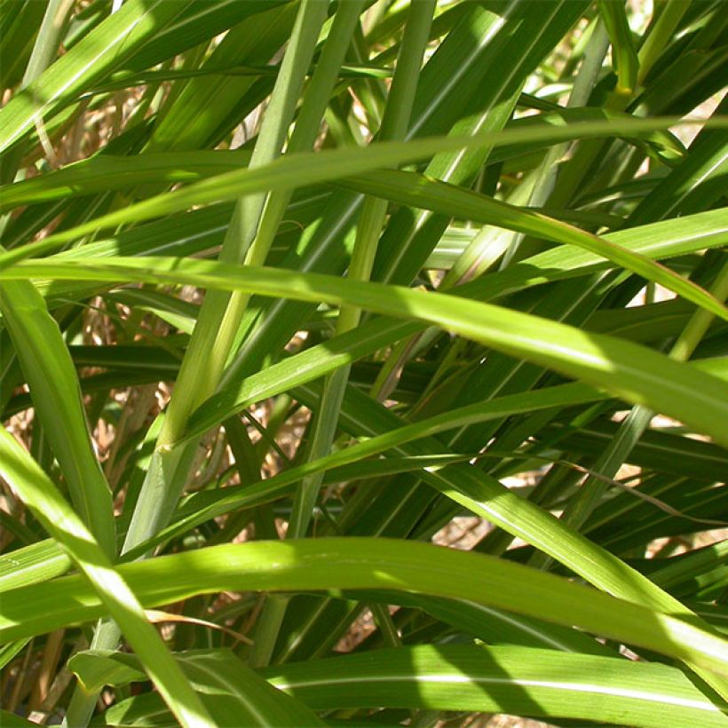Miscanthus sinensis Roland - Silvergrass (Foliage)