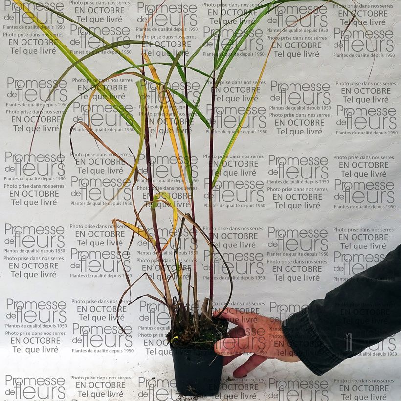 Example of Miscanthus sinensis Roland - Silvergrass specimen as delivered