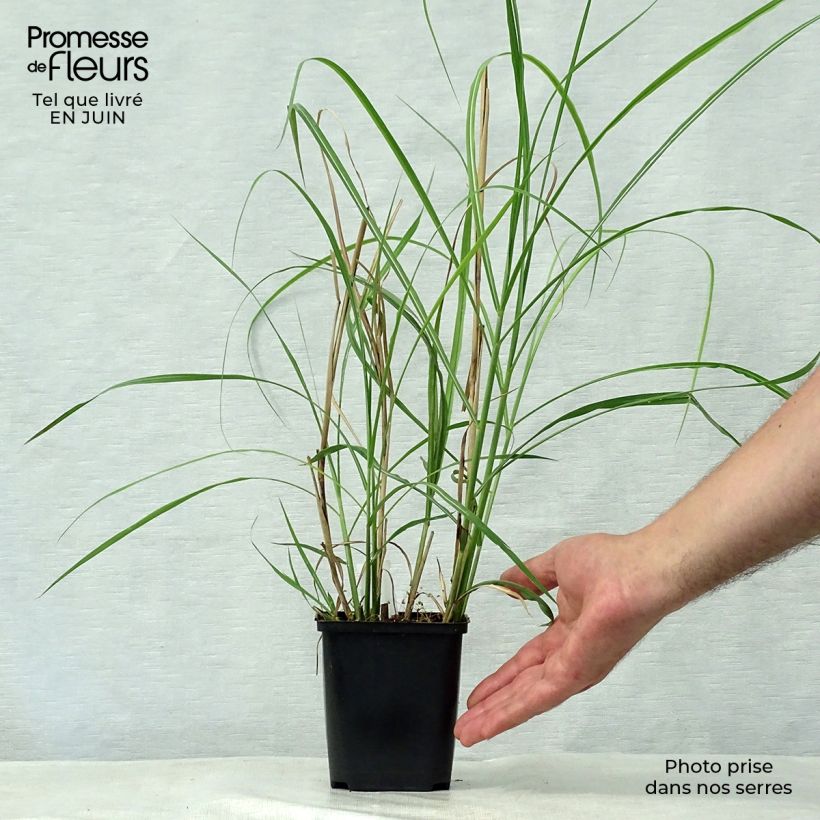 Miscanthus sinensis Rotsilber - Silvergrass 8/9 cm pot sample as delivered in summer