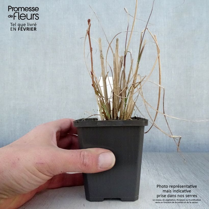 Miscanthus sinensis Sarabande - Eulalie, Roseau de Chine Godet de 9cm sample as delivered in winter