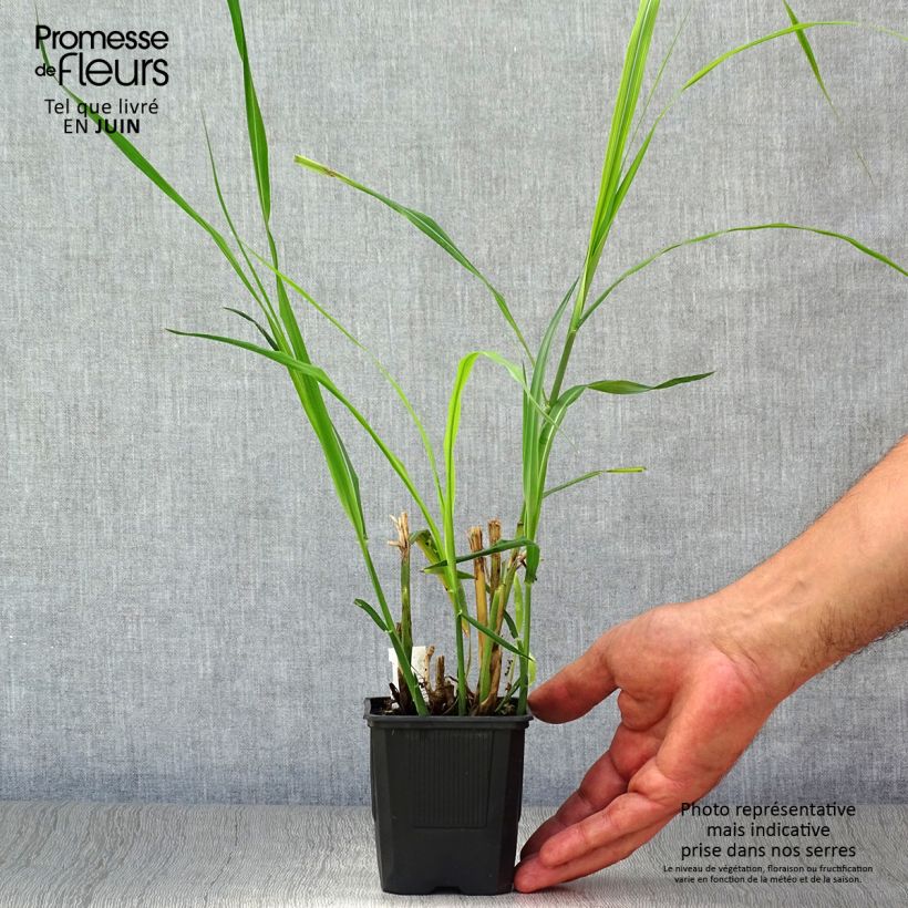 Miscanthus sinensis Silberfeder - Silvergrass 8/9 cm pot sample as delivered in summer
